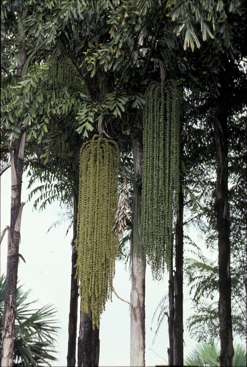 Caryota maxima